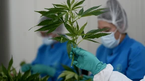 Cannabis-Legalisierung könnte gegen EU-Recht verstoßen