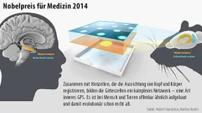 Nobelpreis für Erforscher des Gehirn-Navis