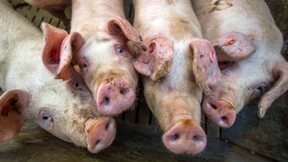 Landwirte machen 15 Prozent weniger Gewinn