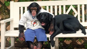 Hund und Katze kriegen mehr