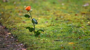 Warum die letzte Ruhe immer teurer wird