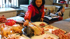 Die Rückkehr der Vogelgrippe