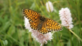 Schmetterlinge erobern immer höhere Regionen