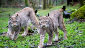 Scheue Pinselohren mit großem Freiheitsdrang