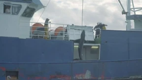 Illegaler Hai-Fang für Delikatessen