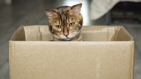 Tierliebhaber auf Wohnungssuche