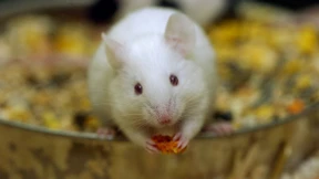 Wenig Schlaf macht Tumor aggressiv