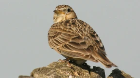 Supercomputer berechnen die Evolution der Vögel
