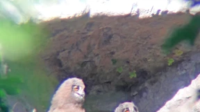 Uhu-Babys ohne Social Media