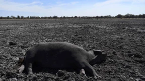 Dürre bedroht Tier und Mensch in Botswana