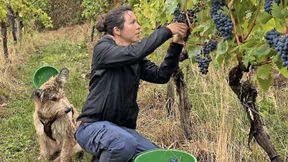 Was Landwein interessant macht