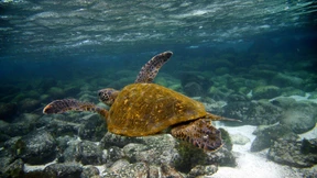 Ecuador ruft den Notstand aus