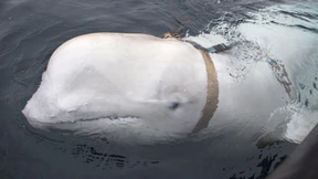 Keine Anzeichen für Tötung von „Spionagewal“ Hvaldimir