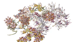 Wollüstige Pflanzen: Miron Schmückle im Städel Museum