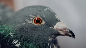 Tauben zu töten ist auch keine Lösung