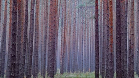 Als Jäger und Sammler von Wölfen verfolgt