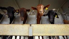 Kataloniens ungewöhnliche Feuerwehr