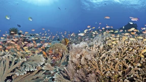 Schwertfische leisten sich warme Augen und ein warmes Gehirn