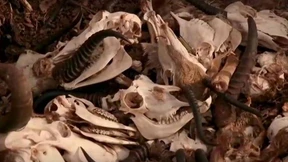 Jahrelange Dürre in Südafrika