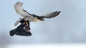 Jagd mit Greifvögeln hat Tradition