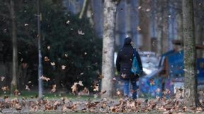 Bäume fliegen, Salamander futtern, Wecker singt