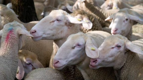 Reges Geschäft mit dem Sinnbild des Lebens