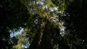 Das Labor im Regenwald