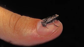 Ein gigantischer Clan