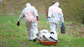 Hessen rechnet mit der Afrikanischen Schweinepest