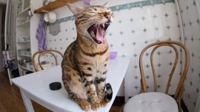 Sind Hunde und Katzen soziale Parasiten?