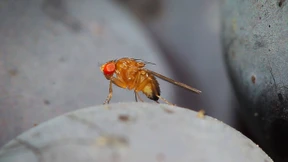 Und es vererbt sich doch