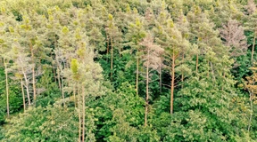 Klimawandel wird Bäume im Wald schrumpfen