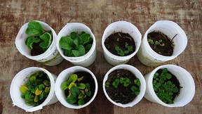 Regenwürmer gedeihen auch im Marsboden