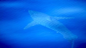 Urlauber zittern, Umweltschützer jubeln