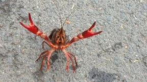 Krustentiere im Chlorwasser