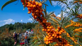 Die Vitamin-Bombe des Ostens