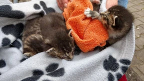 Katzenbabys aus Gebäudespalt gerettet