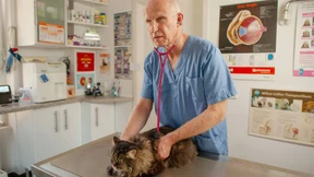 So fühlt es sich an, ein Tier einzuschläfern