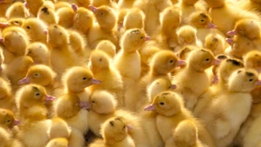 China will 100.000 Enten nach Pakistan schicken