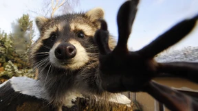 Betrunkener Waschbär löst Polizeieinsatz aus
