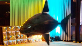 Ihr Konto ist sicher, und Haie können fliegen.