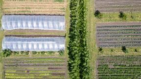 „Ich glaube, dass Wildpflanzen geschwächt werden“