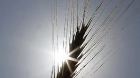 Golfstrom, Getreideausfälle, Ökopestizide