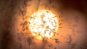 Haferdrinks boomen, Hafer nicht