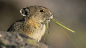 Biologen wollen Pikachu-Vorbild retten