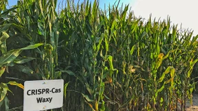 Reiche Ernte mit bisschen Gentechnik