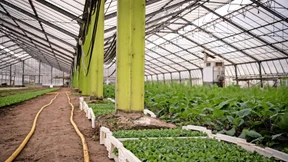 Obst und Gemüse von nebenan