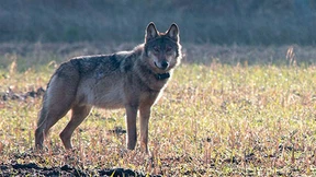 „Die Wölfe nähern sich auch den Menschen“