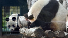 Hoffentlich klappt es diesmal 