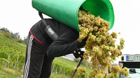 Winzer ernten so wenig wie seit 15 Jahren nicht mehr